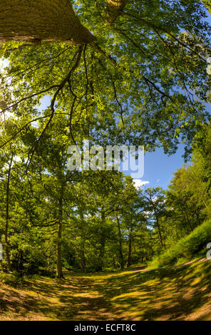 Bäume und Weg durch Wälder, an einem Sommertag mit blauen Himmel und trrees Stockfoto