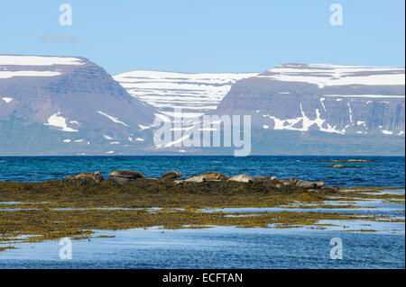 Gemeinsame oder Hafen Siegel ((Phoca vitulina), Westfjorde, Island. Juli 2012 Stockfoto