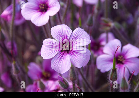 Eine Gruppe von Riesen-Herb-Robert-Blumen, fotografiert beim Eden Project in Cornwall. Stockfoto