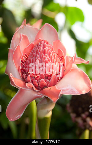 Blume eines Rosa Fackel Ingwerpflanze öffnen, im Eden Project in Cornwall fotografiert. Stockfoto