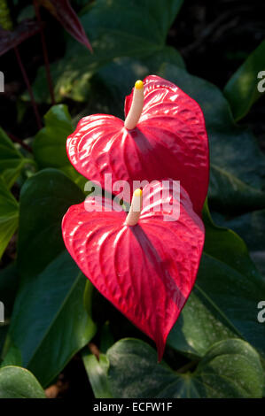 Rot, Herz geformten Blüten, Anthurium, auch bekannt als die Flamingo-Blume genannt.  Fotografiert im Eden Project in Cornwall. Stockfoto