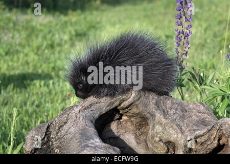 Junge Stachelschwein, Blick auf eine Mücke auf seiner Nase, Nähe der Sandstein, Minnesota, USA Stockfoto