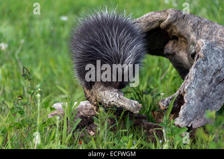 Junge Stachelschwein und Mücken, Nähe der Sandstein, Minnesota, USA Stockfoto