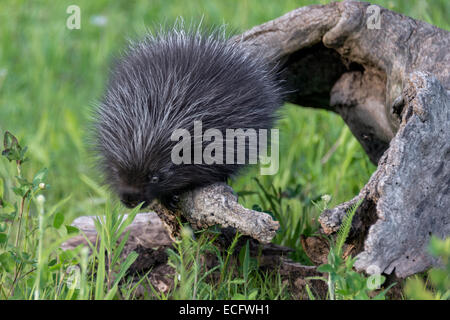 Junge Stachelschwein mit Mücken, Nähe der Sandstein, Minnesota, USA Stockfoto