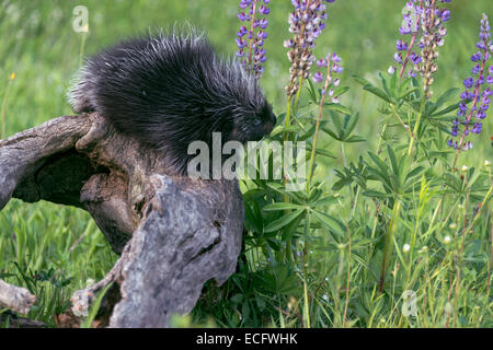 Stachelschwein Essen ein lupine Blatt, Nähe der Sandstein, Minnesota, USA Stockfoto