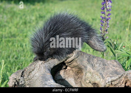 Junge Stachelschwein, Klauen und Heck zeigen, Nähe der Sandstein, Minnesota, USA Stockfoto