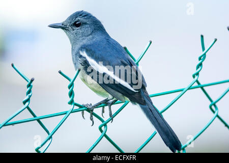 Orientalische Magpie Robin thront auf einem Drahtzaun Stockfoto