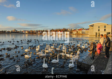 Reykjavik, Island Tjörnin (Teich). November 2012. Leute, die füttern Singschwäne (Cygnus Cygnus) und andere Wasservögel. Stockfoto