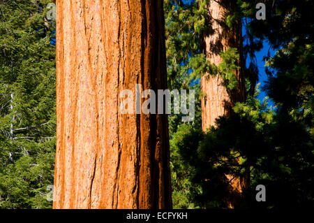 Mammutbäume (Sequoia Sempervirens) im Bärenfell Grove, Sequoia National Monument, Kalifornien Stockfoto