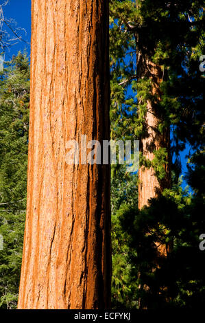 Mammutbäume (Sequoia Sempervirens) im Bärenfell Grove, Sequoia National Monument, Kalifornien Stockfoto