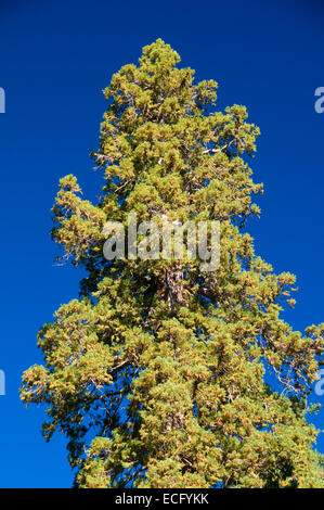 Mammutbäume (Sequoia Sempervirens) im Bärenfell Grove, Sequoia National Monument, Kalifornien Stockfoto