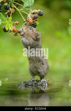 Schermaus (Arvicola Amphibius). Kent, England, UK. Fütterung auf Brombeeren. Stockfoto