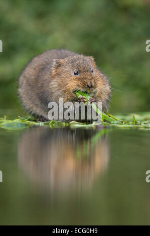 Schermaus (Arvicola Amphibius) Kent, England, UK. Stockfoto