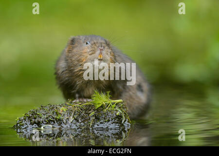 Schermaus (Arvicola Amphibius) Kent, England, UK. Stockfoto