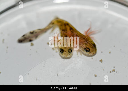 Israel, Feuersalamander (Salamandra Salamandra) im Wasser, die