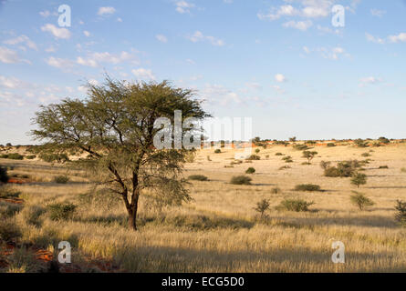 Ein einzelner Baum in der Mitte der Savanne, Namibia Stockfoto