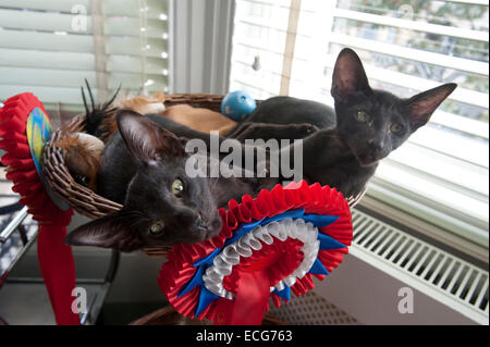 Pedigree schwarz Oriental Siam Kätzchen, vier Monate alt. mit Best in Show Rosetten von ihrer Mutter gewonnen. In Korb. Stockfoto