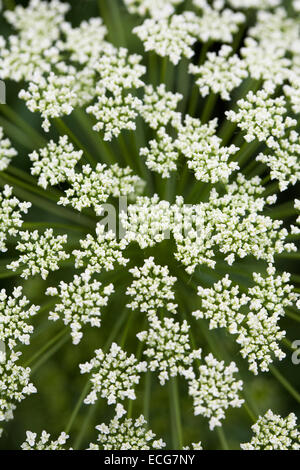 Aethusa Cynapium. Dummkopfs Petersilie Blumen. Stockfoto