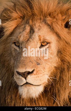 Morani, einer der männlichen Löwen Marsh stolz, Masai Mara in Kenia Stockfoto