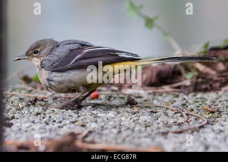 London, UK. 14. Dezember 2014. Eine Gebirgsstelze Futter für Lebensmittel auf einen öffentlichen Fußweg in Wapping, East London bei kalten Wetter heute. Die Zahl der wilden grauen Bachstelzen im Vereinigten Königreich haben in den letzten Jahren rückläufig und sie sind seit 2002 auf der gelben Liste der Vögel der Erhaltung Sorge. Bildnachweis: Vickie Flores/Alamy Live-Nachrichten Stockfoto