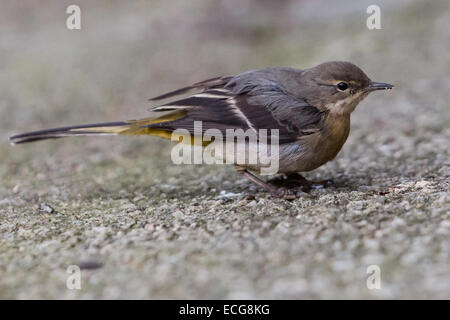 London, UK. 14. Dezember 2014. Eine Gebirgsstelze Futter für Lebensmittel auf einen öffentlichen Fußweg in Wapping, East London bei kalten Wetter heute. Die Zahl der wilden grauen Bachstelzen im Vereinigten Königreich haben in den letzten Jahren rückläufig und sie sind seit 2002 auf der gelben Liste der Vögel der Erhaltung Sorge. Bildnachweis: Vickie Flores/Alamy Live-Nachrichten Stockfoto