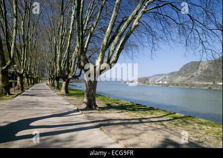Promenade am Rhein, Andernach, Rheinland-Pfalz, Deutschland, Europa, Europa, Uferpromenade am Rhein, Andernach, Rhein Stockfoto