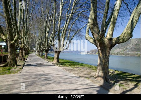 Promenade am Rhein, Andernach, Rheinland-Pfalz, Deutschland, Europa, Europa, Uferpromenade am Rhein, Andernach, Rhein Stockfoto