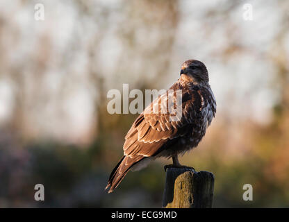 Wilde Mäusebussard Buteo Buteo gehockt Holzpfosten Stockfoto