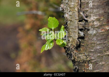 Eine kleine Birke Verzweigung wächst aus einer Birke. Stockfoto