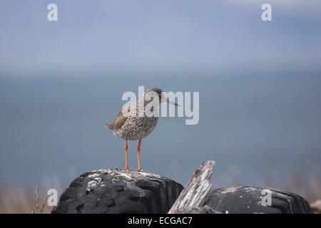 Roten schaft stehen auf einem Reifen, Flatey Insel, Island Stockfoto