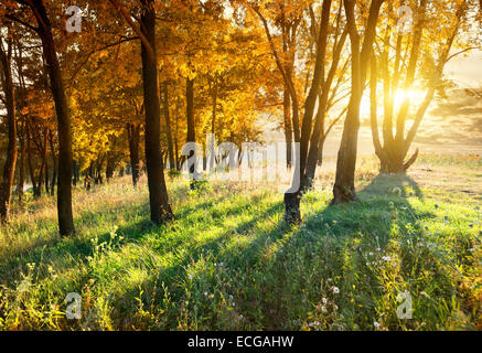 Ahornbäume im Herbst Park bei Sonnenuntergang Stockfoto