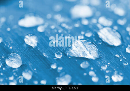 Nahaufnahme von Aqua Regen fällt auf Blatt. Flachen Fokus Tiefe auf Zentrum Stockfoto