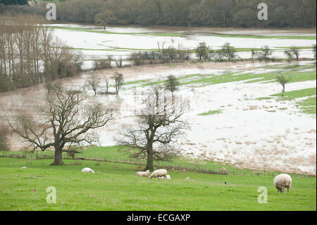Leighton, Shropshire, UK. 14. Dezember 2014. Schafe weiden oberhalb einer Schwemmebene Wasser Credit bedeckt: Graham M. Lawrence/Alamy Live-Nachrichten. Stockfoto