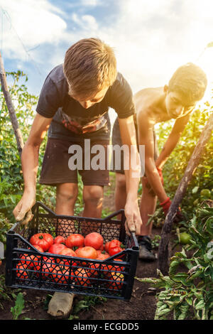 junge männliche Landwirt Abholung frische Tomaten auf der Plantage Stockfoto