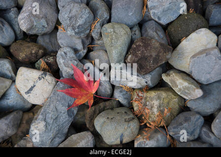 Japanische Acer Blatt auf Kieselsteinen, Japan. Stockfoto