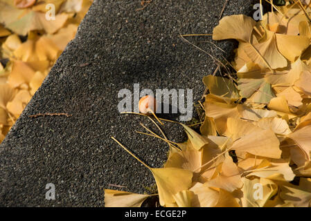 Gefallene japanische Ginkgo Blätter in Japan. Stockfoto