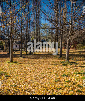 Gefallene japanische Ginkgo Blätter in Japan. Stockfoto