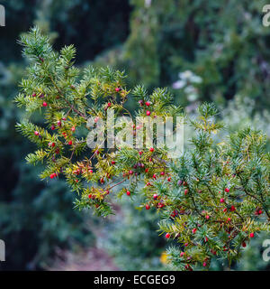 Wacholderbeeren gegen den Herbst Holz Stockfoto