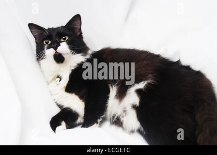 Süße schwarz-weiße persische Katze auf weißem Hintergrund Stockfoto