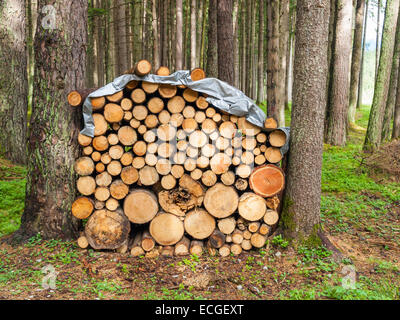 Ein Haufen von frisch gefälltem Holz gestapelt zwischen Pinien Stockfoto