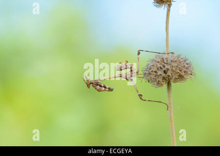 Haubenfangschrecke, Empusa Pennata, Conehead Mantis Stockfoto