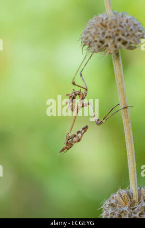 Haubenfangschrecke, Empusa Pennata, Conehead Mantis Stockfoto