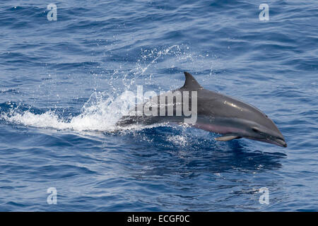 Frasers Delfin, Lagenodelphis Hosei, Borneo-Delfin, springen, Indonesien Stockfoto