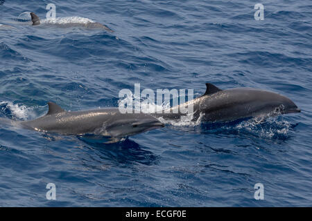 Frasers Delfin, Lagenodelphis Hosei Borneo-Delfine springen paar, Indonesien Stockfoto