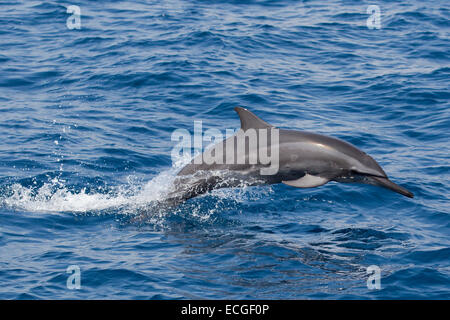 Spinner-Delphin, Ostpazifischer Delfin, Stenella Longirostris, springende Delfine, Indonesien Stockfoto