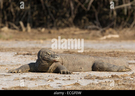 Komodo-Waran, Varanus Komodensis, Komodowaran, ruht auf Rinca Island, Komodo National Park, Indonesien Stockfoto