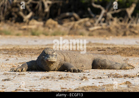 Komodo-Waran, Varanus Komodensis, Komodowaran, ruht auf Rinca Island, Komodo National Park, Indonesien Stockfoto