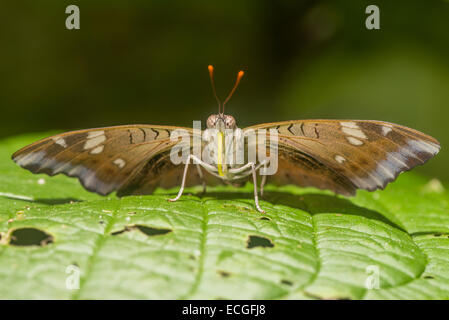 Ein Schmetterling in Pulverform Baron in Ruhe Stockfoto