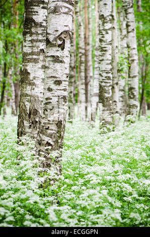 Baumstämme in einem Birkenwald und Wildblumen, close-up Stockfoto