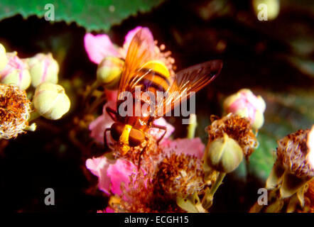 Mimikry - Hornet imitieren Hoverfly (Volucella Zonaria) eine harmlose Diptera, die die Farben der Wespen imitiert Stockfoto